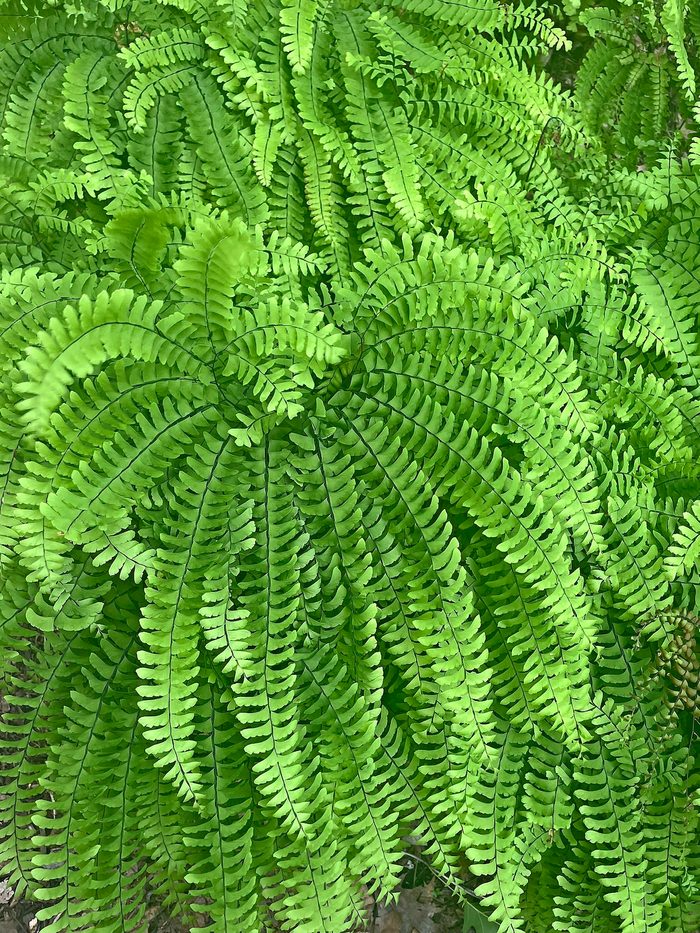 Northern maidenhair fern