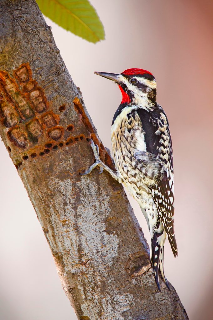 A male yellow-bellied woodpecker perched next to a row of sap wells.