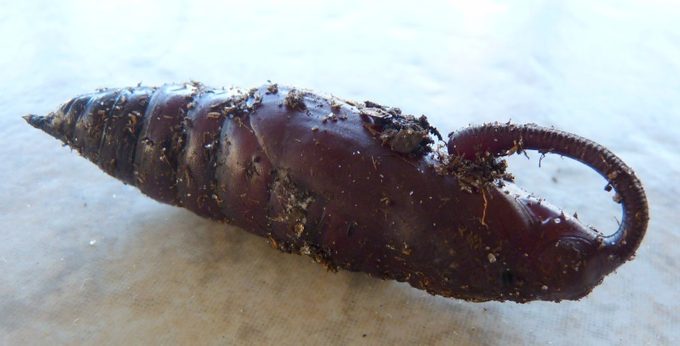 Tomato Hornworm Pupa