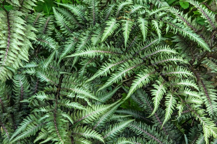 Japanese painted ferns