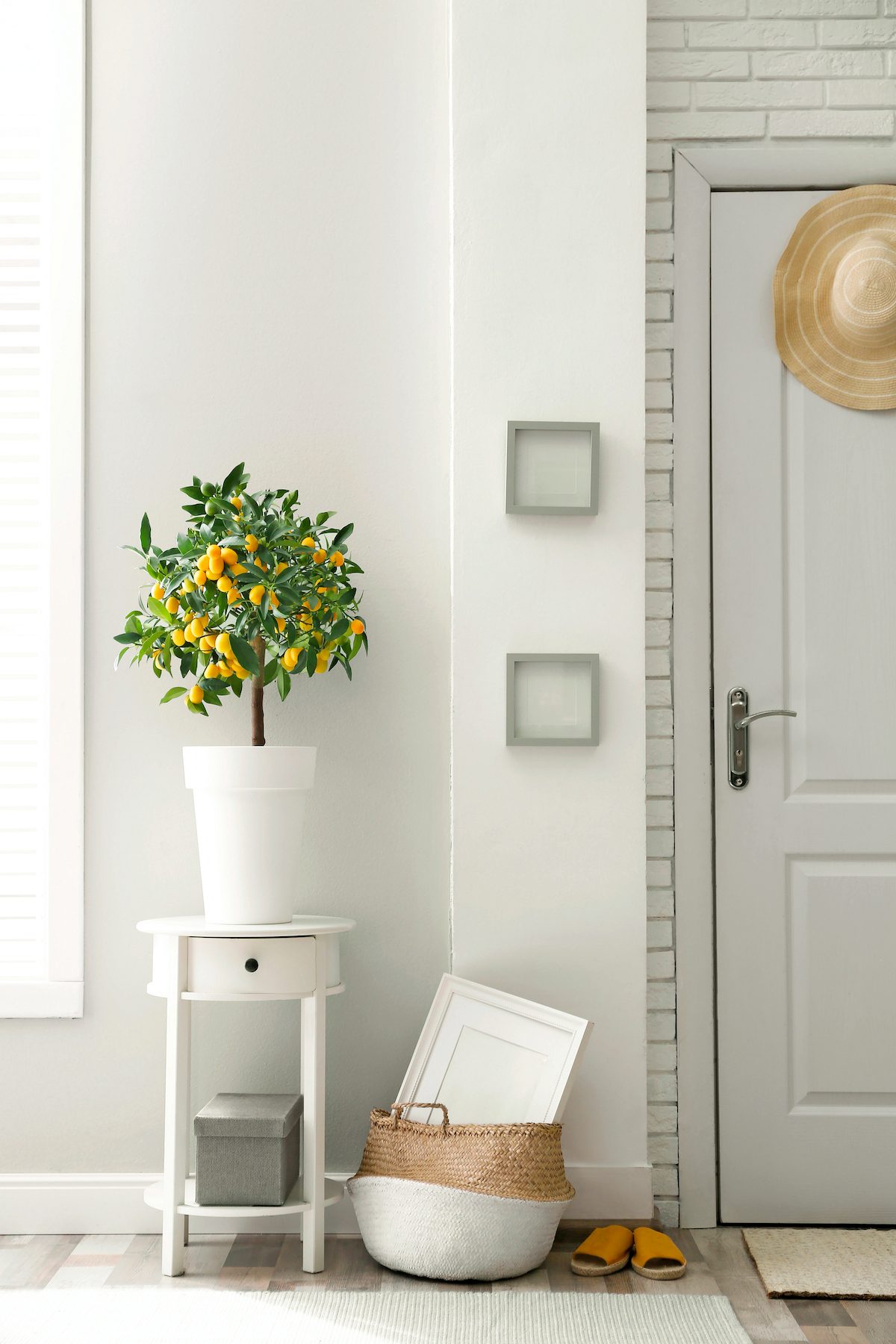 Kumquat tree