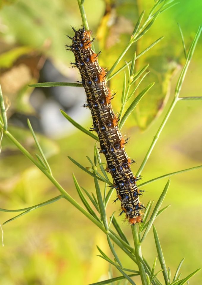 Dorsal,view,of,a,common,buckeye,butterfly,caterpillar,on,its