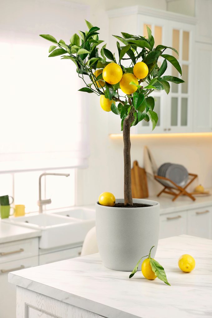 Lemon tree