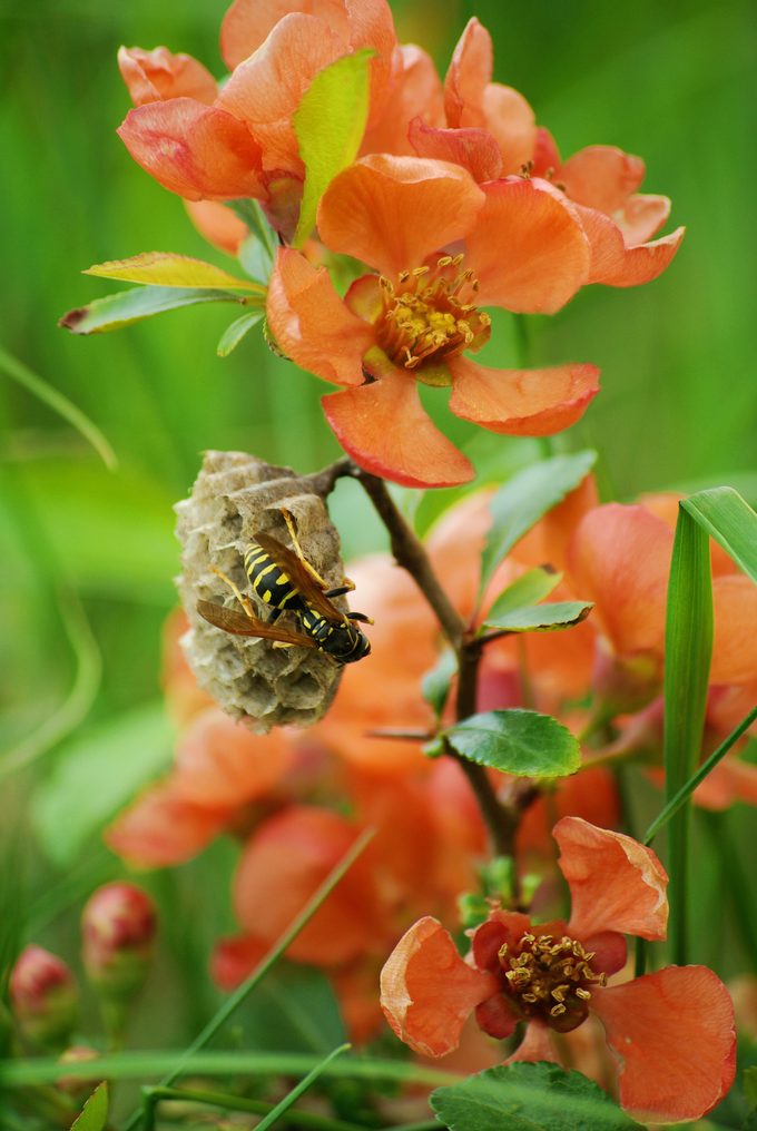 Shutterstock 367919750