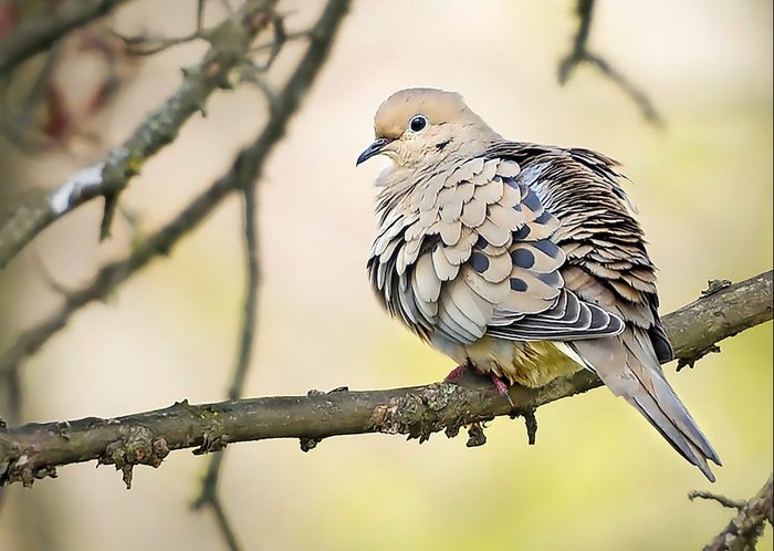 Does Your Birth Month Bird Match Your Personality?