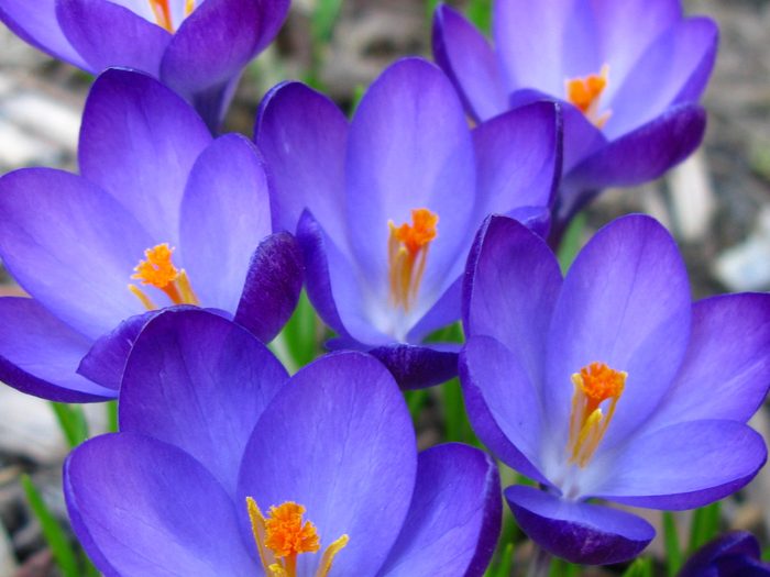 crocus flower