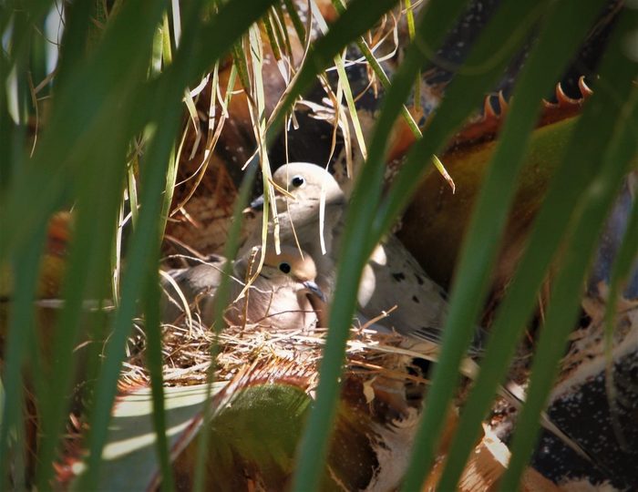 251856145 1 Bill Kroll Bnb Bypc2020, photos of mourning doves