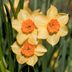 8 Bulbs to Plant in Fall for Blooms in Spring