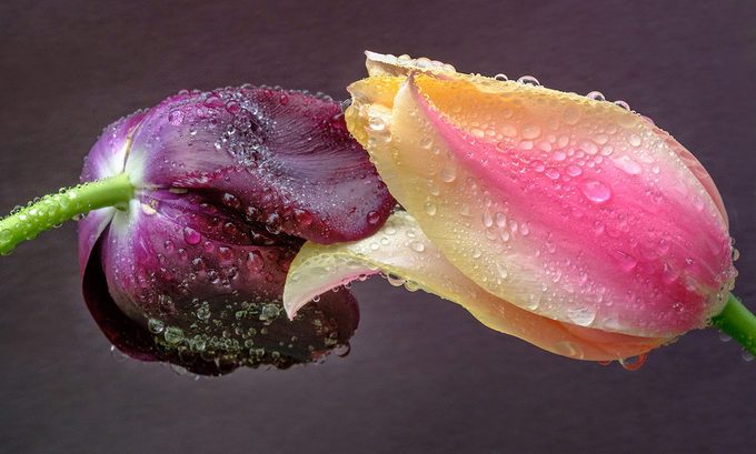 tulip meaning