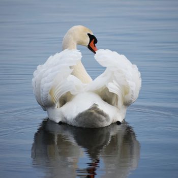 mute swan, swan facts