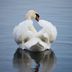 6 Fascinating Swan Facts You Should Know