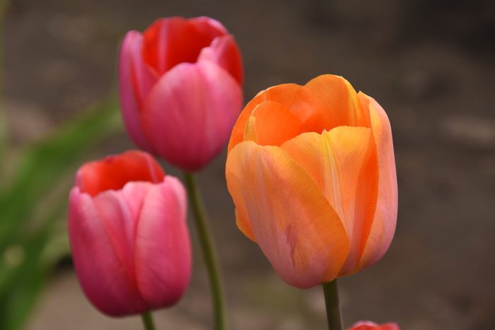 253350070 1 Danica Mitchell Bnb Bypc2020, pictures of tulips