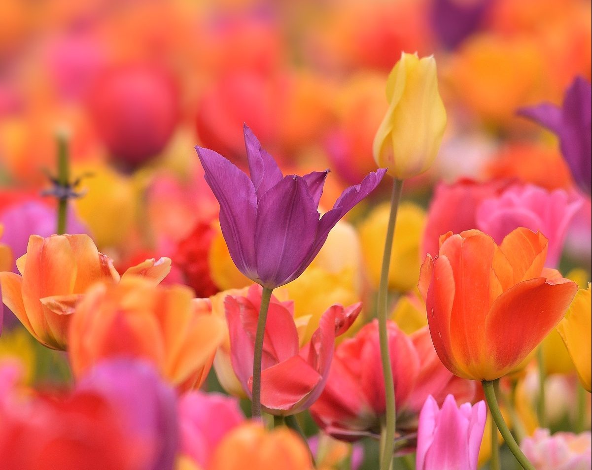 253996920 1 Julianne Lilholt Bnb Bypc2020, tulip facts