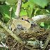 All About Mourning Dove Eggs and Baby Mourning Doves