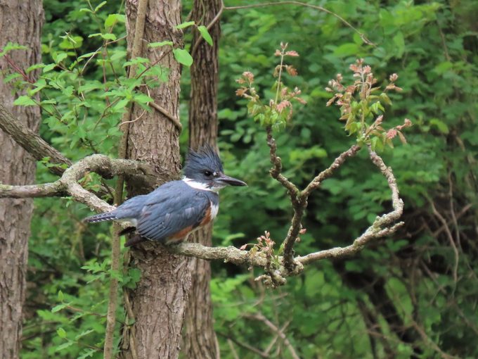 belted kingfisher