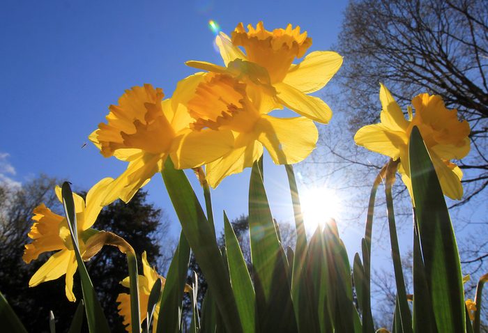 275282942 1 Elisa Shaw Bnb Bypc 2021, daffodil facts