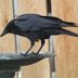 Meet the Black Birds That Are Always Dressed for Halloween
