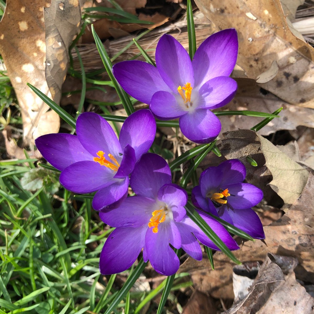 crocus flower
