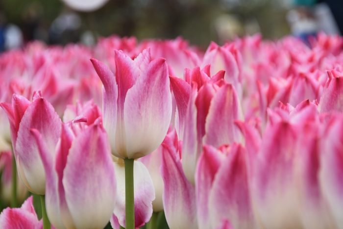 tulip meaning, bulbs to plant in fall
