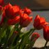 Tulip Meaning: Discover What Tulip Colors Symbolize