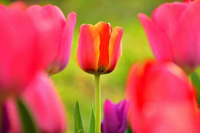 277247421 1 Ross Waitt Bnb Bypc 2021, pictures of tulips
