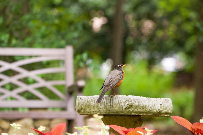 277324036 1 Teri Quintal Bnb Bypc 2021, birth month birds