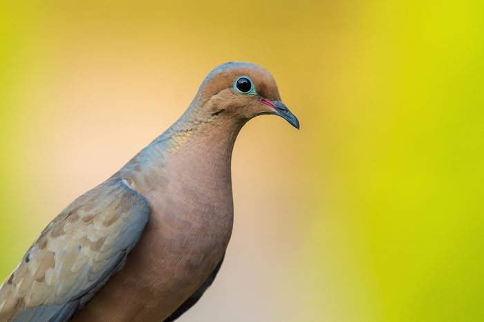 277880174 1 Robert Trout Bnb Bypc 2021, photos of mourning doves