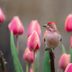 6 Fascinating Tulip Facts You Don't Know