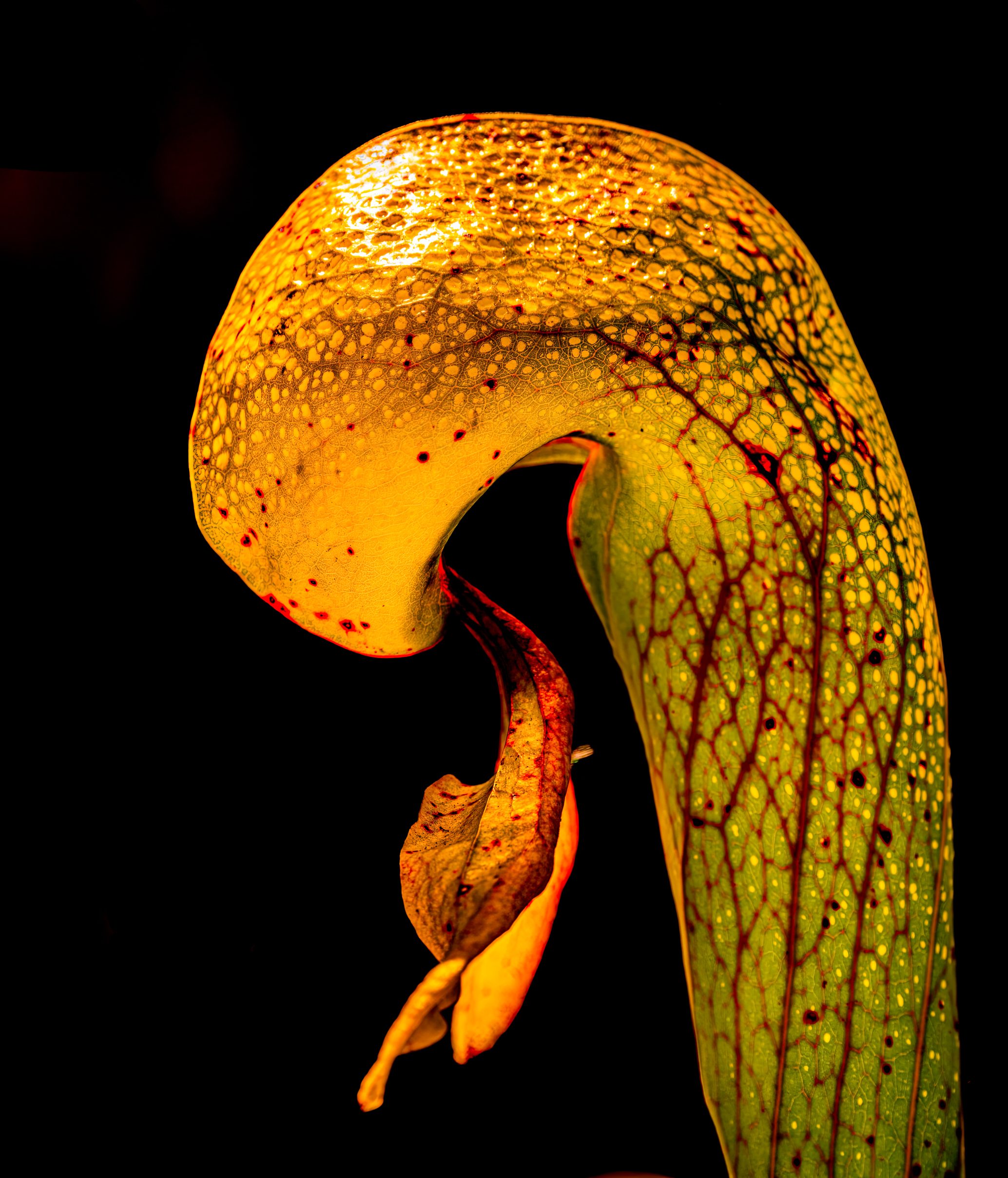 278105740 1 Conrad Peloquin Bnb Bypc 2021 pitcher plants