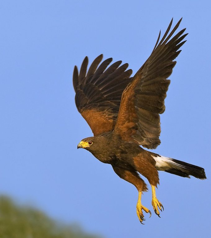 raptor bird, Harris Hawks Parabuteo Unicinctus Are Gregarious Raptors That Often Live In Communal Groups