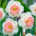 5 Pretty Pink Daffodil Varieties to Plant Right Now