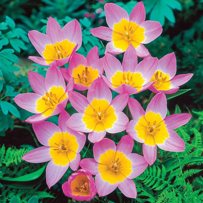 Tulipa Bakeri Lilac Wonder