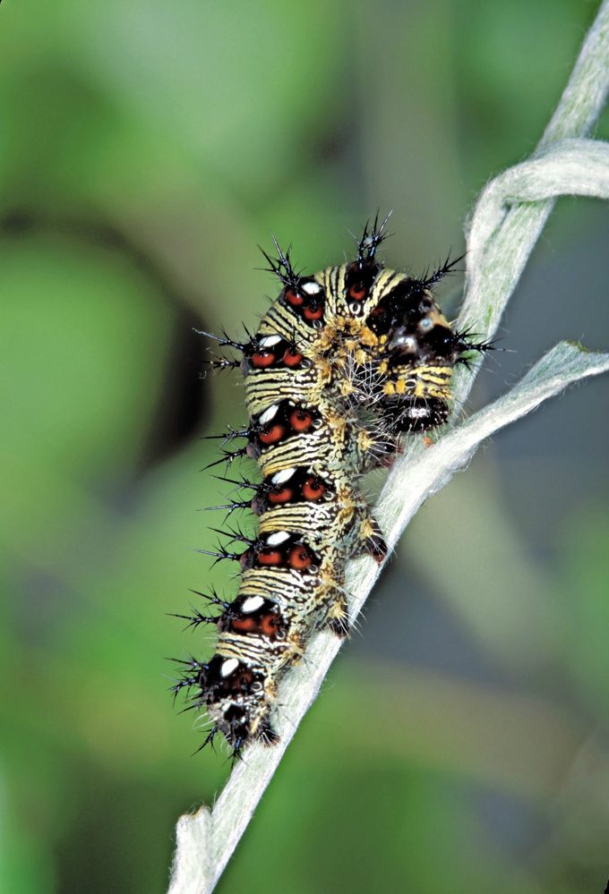American Lady Caterpillar