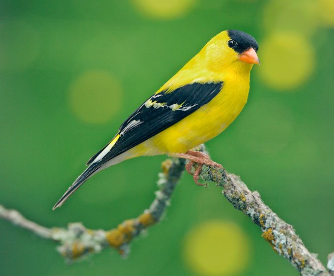 American Goldfinch Carduelis Tristis Tamarack Aitken County Minnesota United States 17 June Adult Male