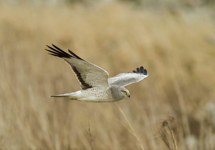Adult Male Northern Harrier In Flight