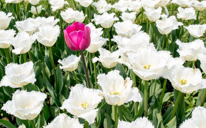 Bnbbyc16 Blair Celano 001, pictures of tulips