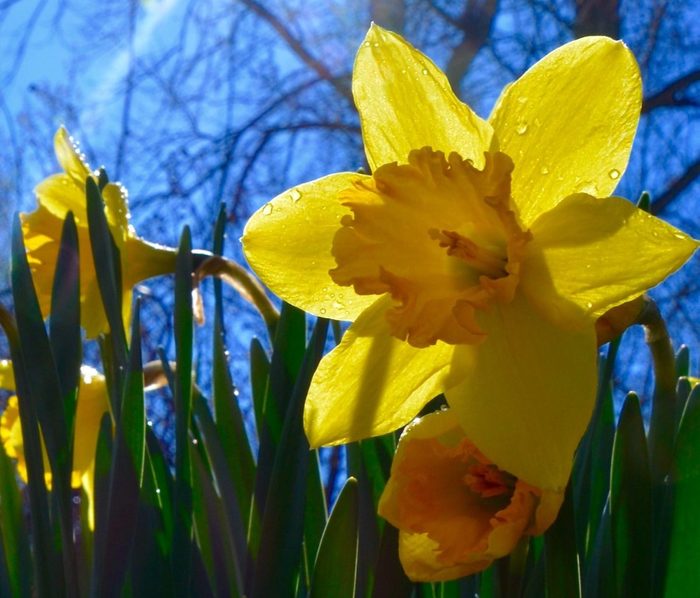 Bnbbyc16 Deanna Tomkins 001, daffodil facts