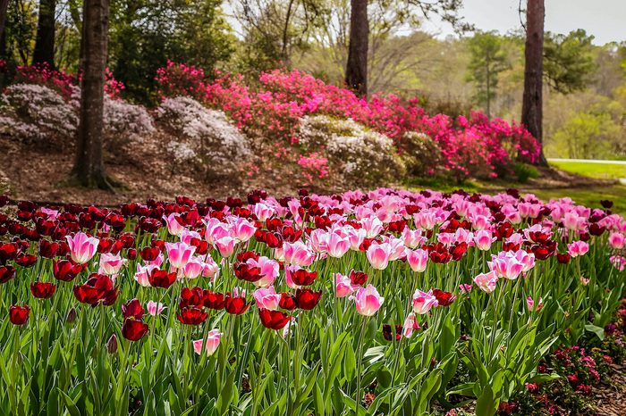 Bnbbyc16 Kristy Moxley 001, pictures of tulips