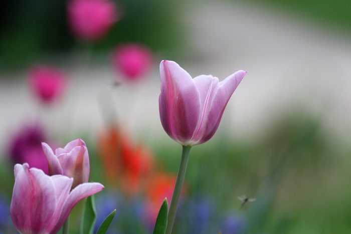 Bnbbyc17 Ariel Wolford, pictures of tulips