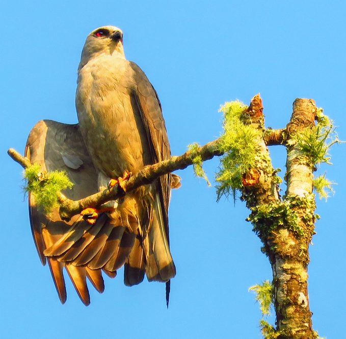 Majestic Mississippi Kite