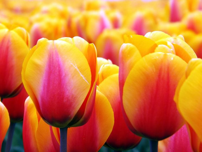 Bnbbyc18 Lindsay Schoenberger1, pictures of tulips