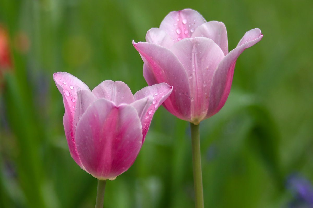 Bnbbyc19 Ariel Wolford 1, pictures of tulips