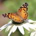 How to Identify an American Lady Butterfly