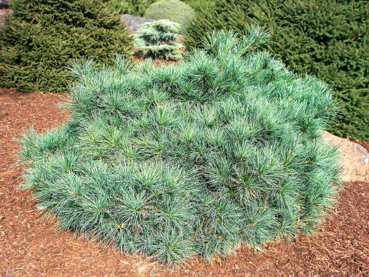 Blue Shag, small evergreen shrubs