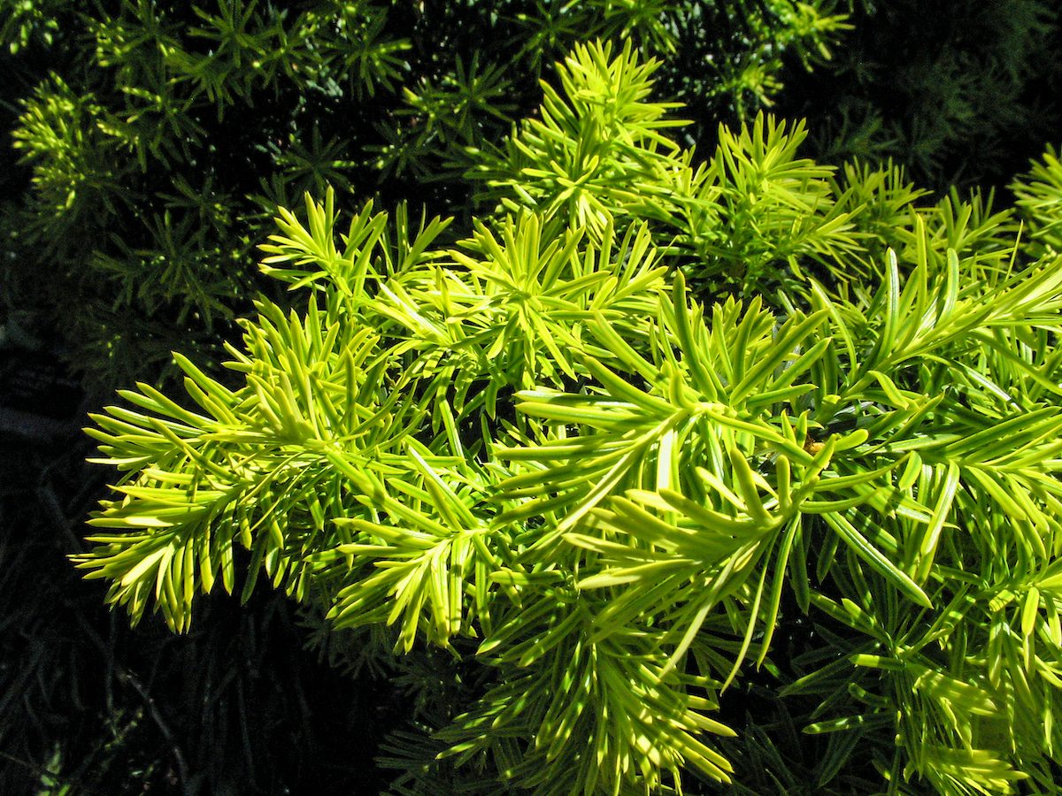 Bright Gold Yew