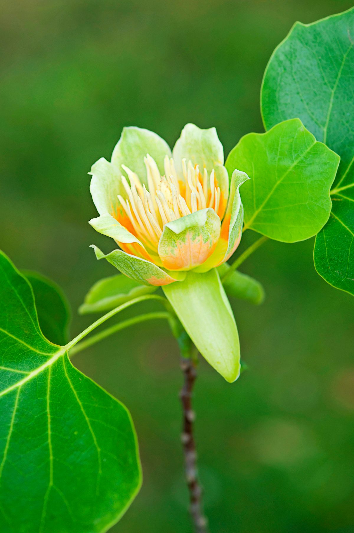Liriodendron Tulipifera Fastigiatum Flowering. Tulip Tree Flower