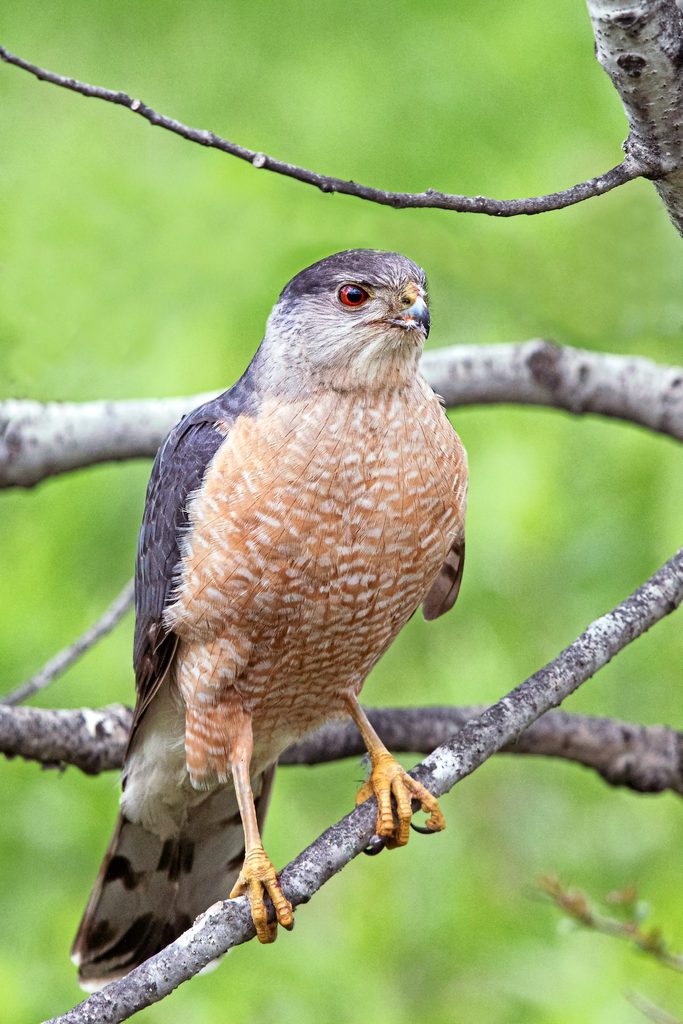 Cooper's Hawk