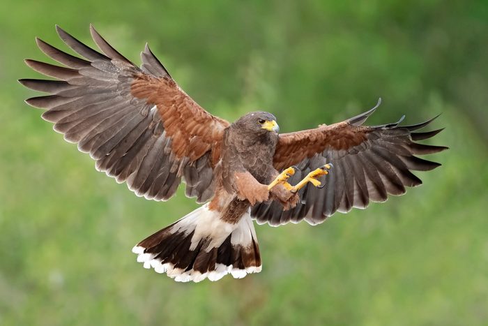 types of hawks