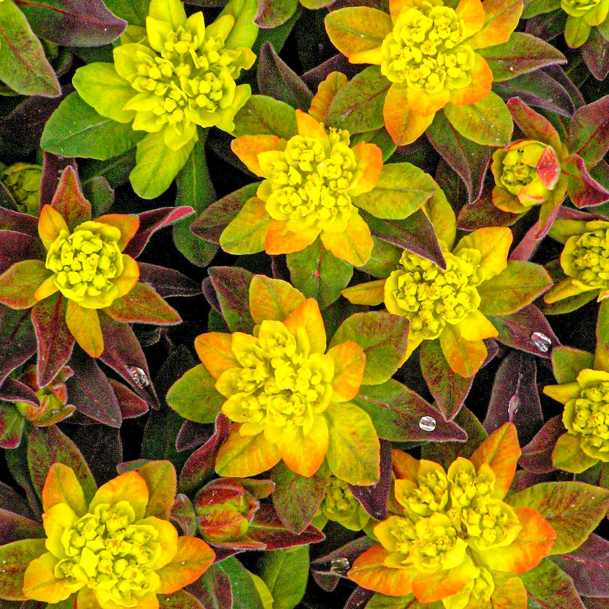 Euphorbia Polychroma Bonfirespurgepp18585