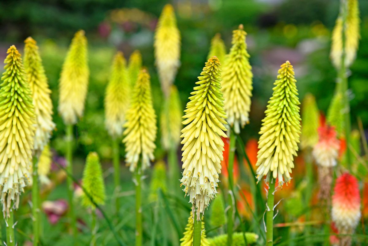 Fpo Kniphofia Flashpoint Apj20 2